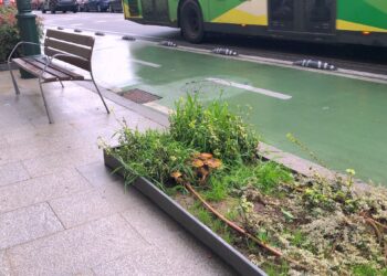 Vigo también tiene setas