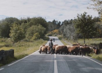 ‘Á procura da estrela’, del vigués Carlos Martínez-Peñalver, abre la octava edición de Novos Cinemas