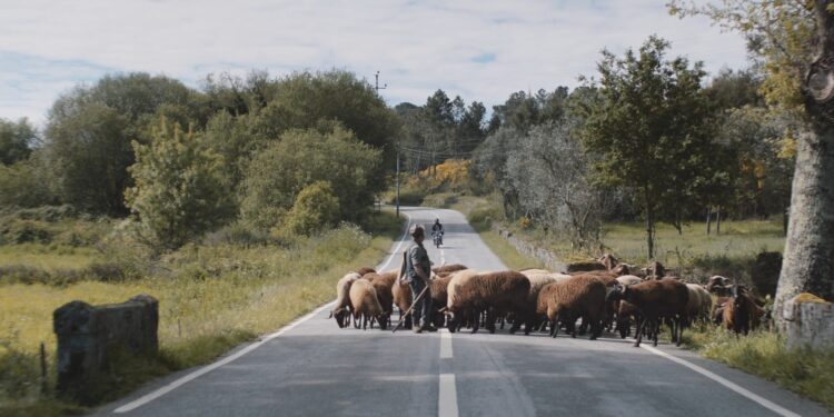 ‘Á procura da estrela’, del vigués Carlos Martínez-Peñalver, abre la octava edición de Novos Cinemas