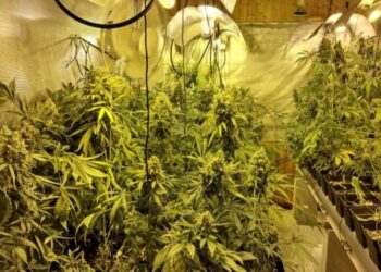 Intervenidas 1.800 plantas de marihuana en el operativo que se saldó con seis detenidos en el Baixo Miño