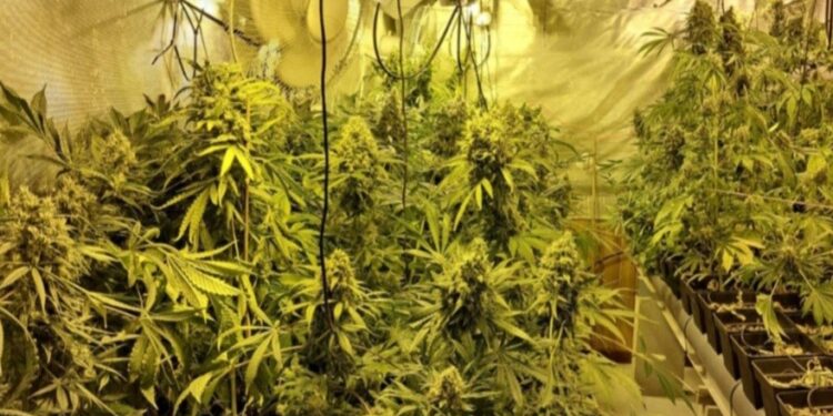 Intervenidas 1.800 plantas de marihuana en el operativo que se saldó con seis detenidos en el Baixo Miño