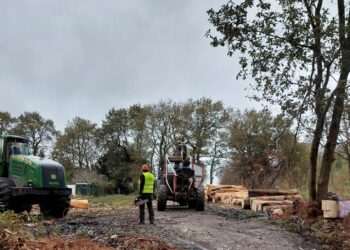 Ecologistas rechazan la “destrucción del último reducto de carballeiras” en Navia