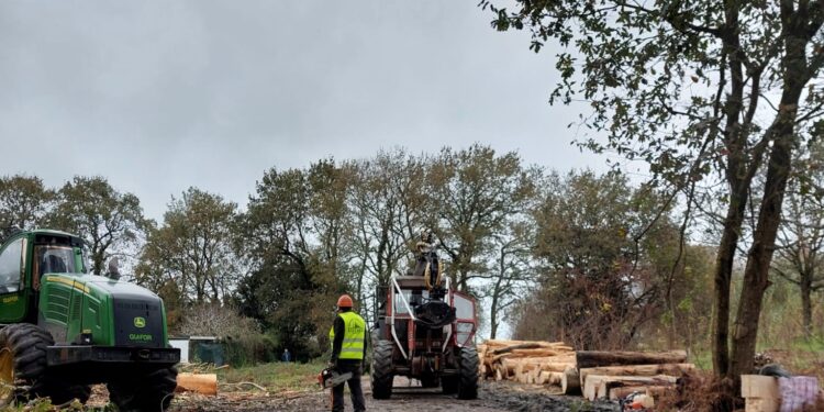 Ecologistas rechazan la “destrucción del último reducto de carballeiras” en Navia