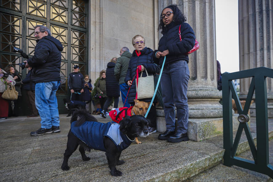 Tarde de perros en honor de San Antón: Vigo bendice a sus peludos