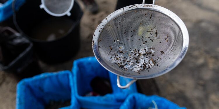 Informes de las universidades de A Coruña y Vigo: los pélets son «poco tóxicos» y «poco solubles»