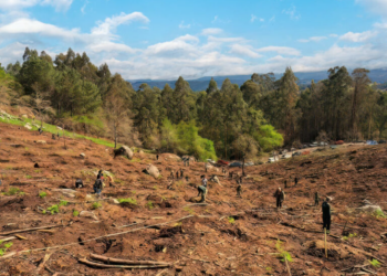 PortAmérica ya tiene fecha para su reforestación anual ‘Unha entrada, unha árbore’ 2024