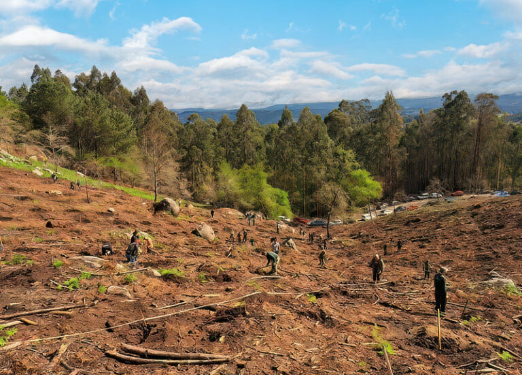 PortAmérica ya tiene fecha para su reforestación anual ‘Unha entrada, unha árbore’ 2024
