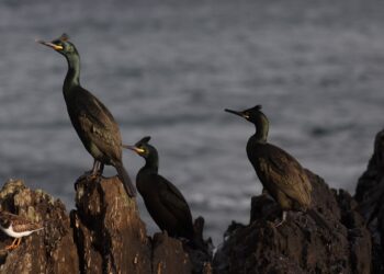 ¡Apura que se esgotan!: abre o prazo para a segunda ruta gratuíta “Voando nas Rías Baixas”