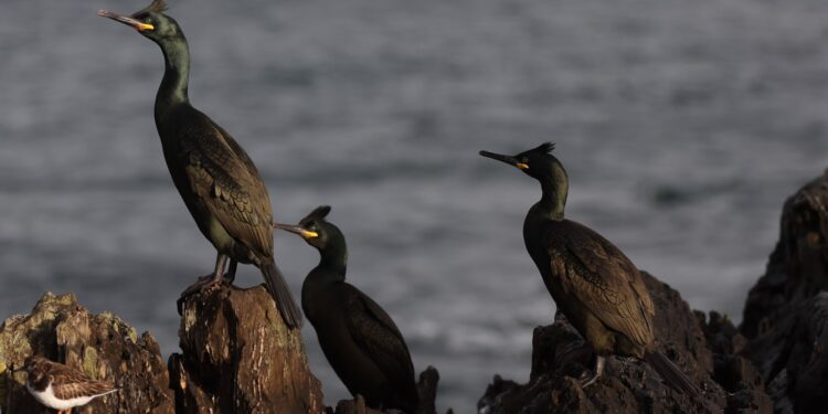 ¡Apura que se esgotan!: abre o prazo para a segunda ruta gratuíta “Voando nas Rías Baixas”