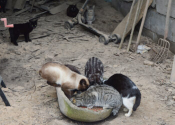 Mos ya tiene su plan ‘Ghatiñ@s’ para controlar a más de un centenar de gatos callejeros