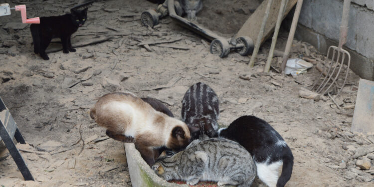 Mos ya tiene su plan ‘Ghatiñ@s’ para controlar a más de un centenar de gatos callejeros