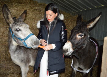 Mos presume del burro más bonito de Galicia, a punto de ser padre