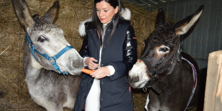 Mos presume del burro más bonito de Galicia, a punto de ser padre