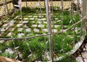 La hierba entre las piedras