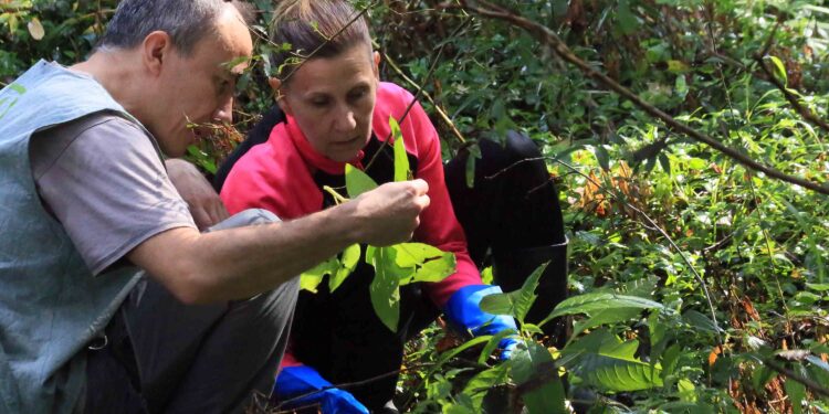 Ayuda a recuperar el ecosistema fluvial del río Couso: O Porriño busca voluntarios