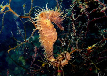 Vigo lidera una investigación para desentrañar los misterios de los caballitos de mar