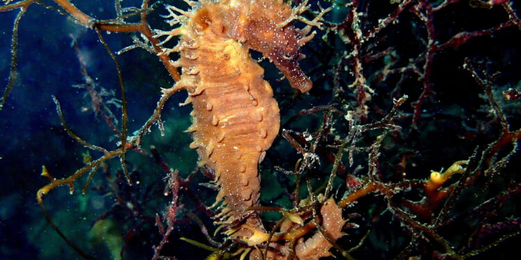 Vigo lidera una investigación para desentrañar los misterios de los caballitos de mar