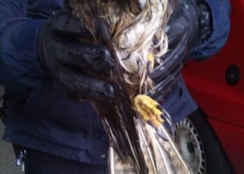 La Policía Local le da una nueva vida a un águila ratonera encontrada en Vigo