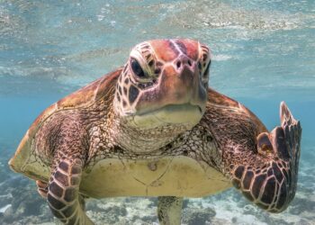 El lado más divertido de la vida salvaje, en el Teatro Afundación de Vigo