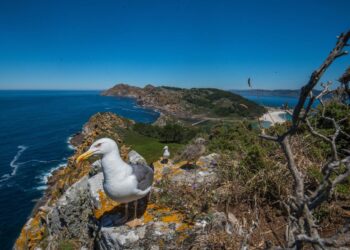 Jornada ornitológica gratuita en Cíes para formar a guías turísticos