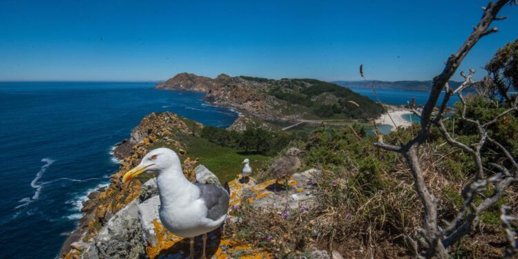 Jornada ornitológica gratuita en Cíes para formar a guías turísticos