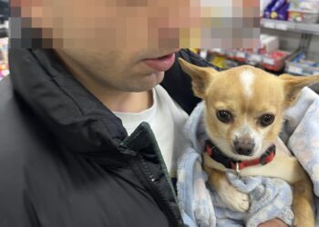 Toco, el Chihuahua que ha vuelto a renacer gracias a un joven vigués de 24 años