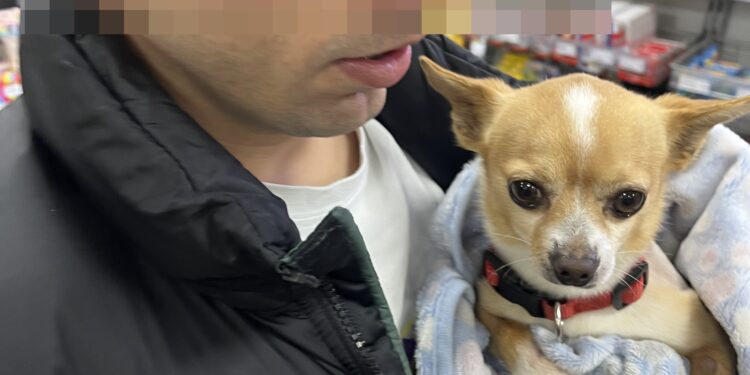 Toco, el Chihuahua que ha vuelto a renacer gracias a un joven vigués de 24 años