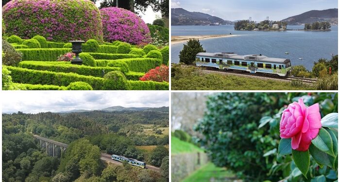 Un viaje en tren a tres jardines con las camelias más espectaculares: de Santiago a la ría de Vigo