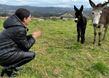 El burro más guapo de Galicia ya tiene heredero: Jamili