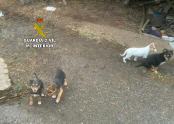 Investigan a un hombre en Tui que abandonó a tres cachorros en Valença