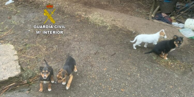 Investigan a un hombre en Tui que abandonó a tres cachorros en Valença