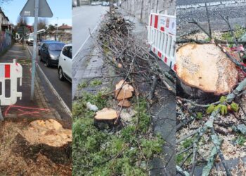 BNG y Ecologistas dicen «basta ya» a los «arboricidios» de Caballero