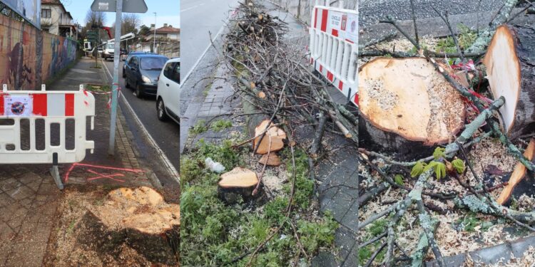 BNG y Ecologistas dicen «basta ya» a los «arboricidios» de Caballero