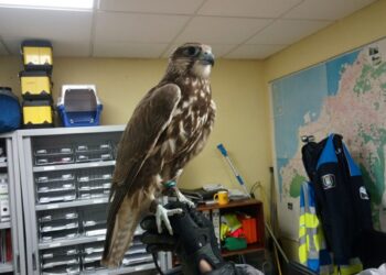 La Policía Local rescata a un majestuoso halcón sacre