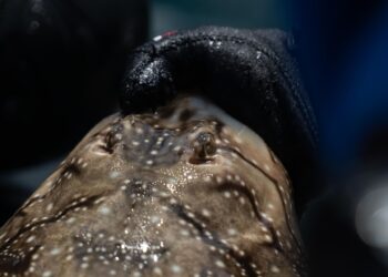 Un estudio del CSIC analiza el comportamiento de las rayas en las Islas Atlánticas