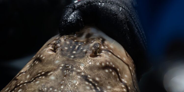 Un estudio del CSIC analiza el comportamiento de las rayas en las Islas Atlánticas