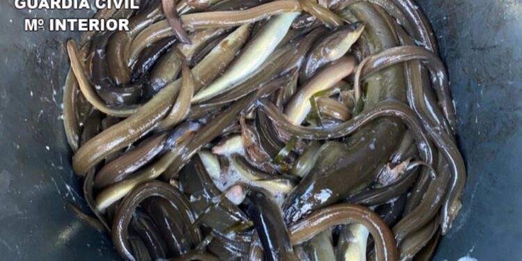 Sorprendido un furtivo en Arcade con diez kilos de anguila