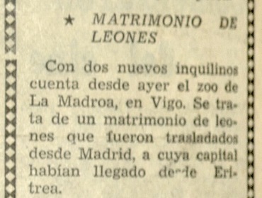 Chato y Diva, el “matrimonio de leones” que huyó del zoo de Vigo