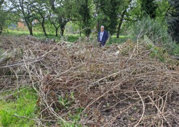 El PP exige a Caballero recoger los restos de talas y podas de árboles tirados por la ciudad
