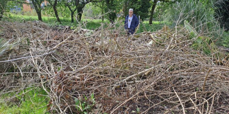 El PP exige a Caballero recoger los restos de talas y podas de árboles tirados por la ciudad