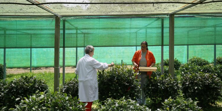 Estación Fitopatológica Areeiro (EFA) –dependiente de la Diputación–