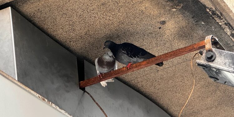 El problema de las palomas y las gaviotas