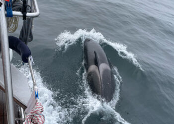 Un ambicioso proyecto busca acercar a las orcas a los ciudadanos