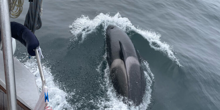 Un ambicioso proyecto busca acercar a las orcas a los ciudadanos