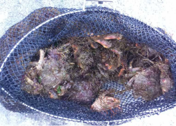 Sorprendido el domingo por la tarde un furtivo en Alcabre con ocho kilos de marisco