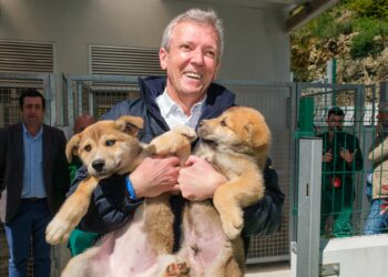 ¿Quieres adoptar un animal abandonado en un refugio? La Xunta lanza las ayudas para hacerlo