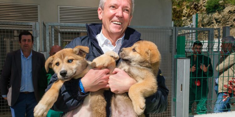 ¿Quieres adoptar un animal abandonado en un refugio? La Xunta lanza las ayudas para hacerlo