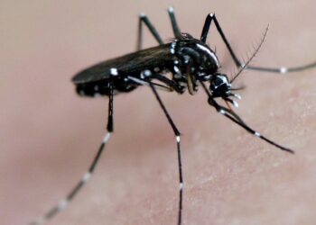 Moaña se prepara para luchar contra el mosquito tigre tras detectarse ya en Tirán