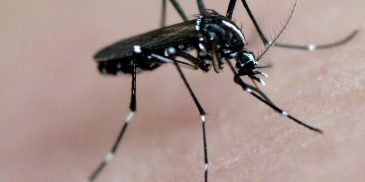 Moaña se prepara para luchar contra el mosquito tigre tras detectarse ya en Tirán