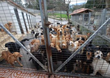 Preocupación en el PP ante la privatización del refugio de A Madroa y el futuro de la protectora